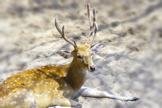 Deers are relaxing on the sand in the zoo garden, looking at them innocently and peacefully.