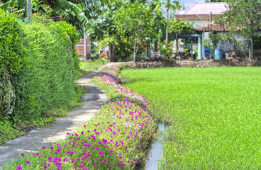 Naklejka premium Portulaca grandiflora flower blooming on the roadside land rice fields are in transplants. This is the beauty of the idyllic, peaceful rural Vietnam
