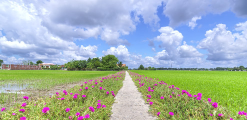 Fototapeta na wymiar Portulaca grandiflora flower blooming on the roadside land rice fields are in transplants. This is the beauty of the idyllic, peaceful rural Vietnam