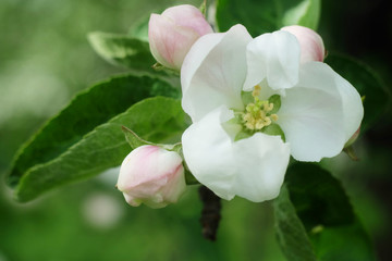 Flowering branches of apple trees.