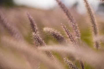 Fototapeta premium Alpine meadow