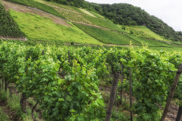 Fototapeta na wymiar Vineyard in Southwest Germany Rhineland in Summer