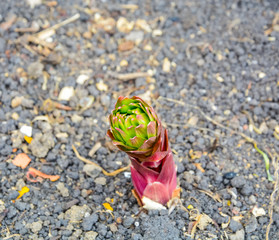 Close-up of lily plants sprout from the earth