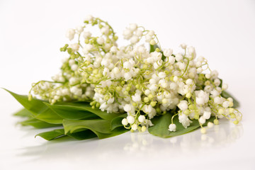 Spring flowers on a white background
