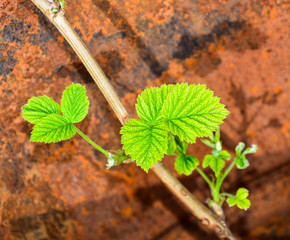 Closeup of a green raspberry leaf on a rust background