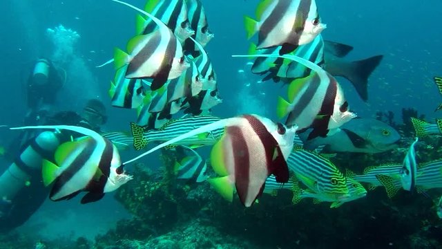 School of unique exotic bright yellow striped fish underwater in Maldives. Beautiful background of clear seabed. Swimming in world of colorful wildlife of corals reefs. Abyssal relax diving.
