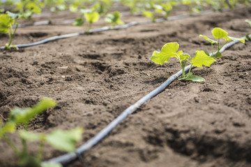 Plantación ecológica