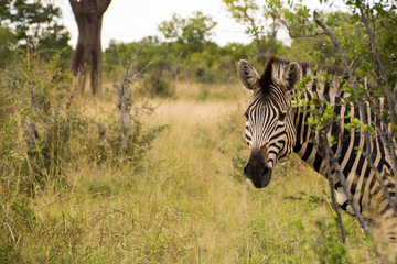 Zabra looking out from behind a bush