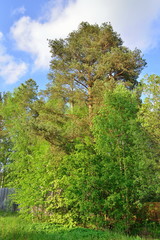 Pine on a background of blue sky Sunny day
