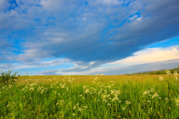 Wildflowers field and blue sky.