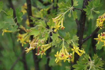 Yellow flowers of jostaberry