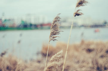 Obraz premium High withered golden grass in the field. Background blur