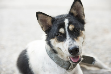 Dog with mouth open and tongue removed