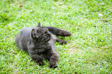 Black Cat Playing in the grass