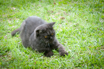 Naklejka na ściany i meble Black Cat Playing in the grass