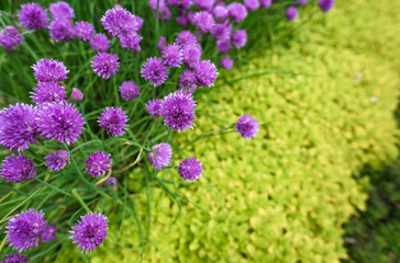 Chive Flowers