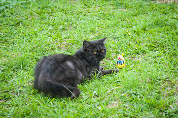 Naklejka na ściany i meble Black Cat Playing in the grass