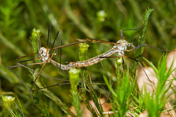 Two copulating Craneflies