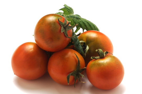 Solanum lycopersicum Tomato Pomodoro Tomate Tamata Camone парадајз Tomaatti Sardo Pomodorino Tr&aacute;ta&iacute; Pomidor Paradajka Tomaat Tomat Paradicsom Domates Sardegna Rajčica Roșie Pum&agrave;ta