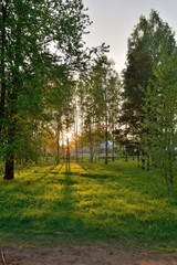 Fototapeta na wymiar The sun's rays breaking through the branches in the birch grove