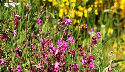 prairie fleurie, Auvergne