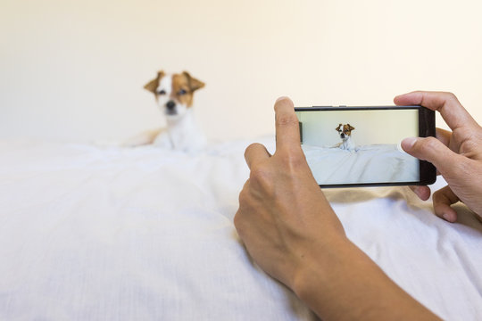woman hands taking a picture with a mobile phone of a cute young little dog laying on bed. white background.  pets indoors.Technology.