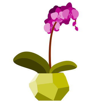 Vector illustration with orchid in geometric flowerpot
