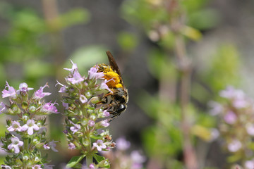Honeybee covered in pollen on a pale pink and purple wild flowers