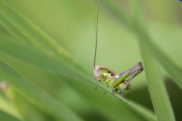 Green grasshopper in bright green spring grass