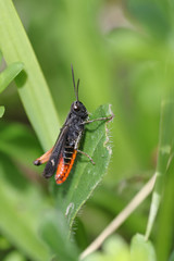 Black and orange grasshopper, Omocestus rufipes, in bright green spring grass