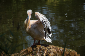 Pelican portrait