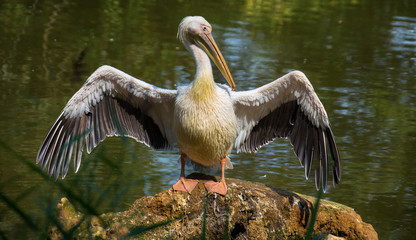 Pelican portrait