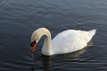 Lone swan