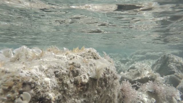 Underwater footage. Garden of algae in the sea.