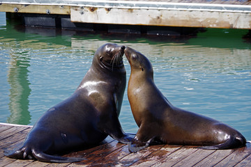 Sea Lions kissing