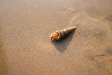 shell sunbathe on a Sunny beach