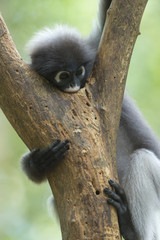 Dusky leaf monkey, Dusky langur or Spectacled langur at kaeng krachan national  park Thailand