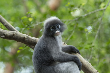 Dusky leaf monkey, Dusky langur or Spectacled langur at kaeng krachan national  park Thailand