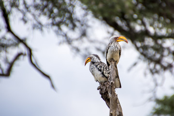 Southern yellow-billed hornbills sitting on a branch with blurred background © MWolf Images