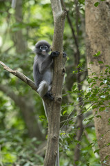 Dusky leaf monkey, Dusky langur or Spectacled langur at kaeng krachan national  park Thailand
