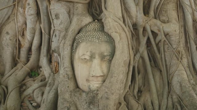 Panning shot of Buddha head embedded in a Banyan tree. Wat Wat Maha That, Ayutthaya