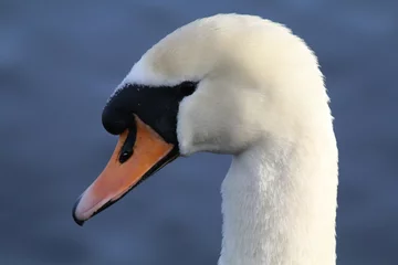 Photo sur Plexiglas Cygne Swan head closeup