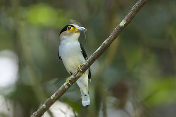 Silver-breasted Broadbill ,Beautiful bird in nature