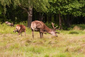 Deer in Richmond Park near London