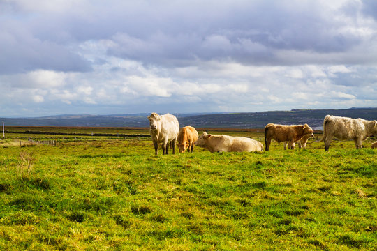 Photo of a beautiful scenic landscape with cows. Cows grazing on a green field
