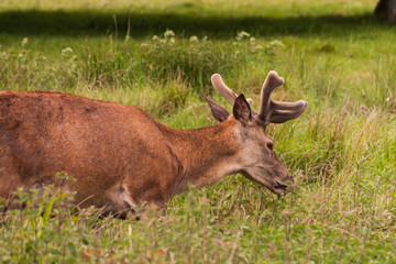 Naklejka na ściany i meble Deer in Richmond Park near London