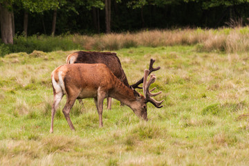 Deer in Richmond Park near London