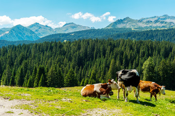 Madonna di Campiglio, Brenta, Dolomites, Trentino Alto Adige, Italy, Europe