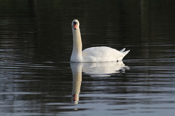 lone swan on lake