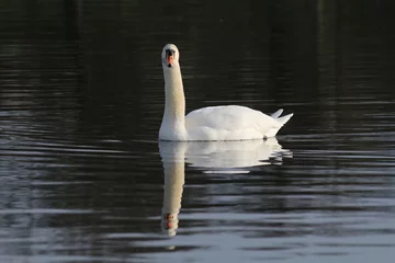 Tissu par mètre Cygne lone swan on lake